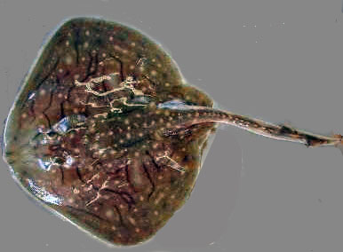 Raja microocellata16